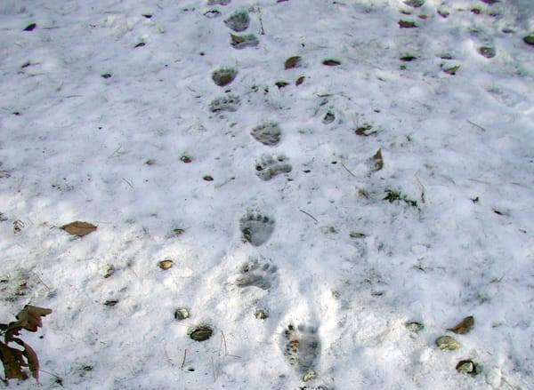 Orso marsicano a spasso per i Monti Simbruini, avvistato esemplare dal personale del Parco